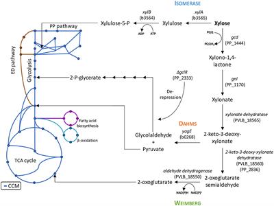 Comparison of Three Xylose Pathways in Pseudomonas putida KT2440 for the Synthesis of Valuable Products